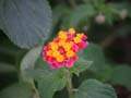 Tunisk flora II.