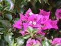 Tunisk flora III.