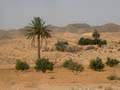 Pedh Dahar