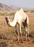 Camelus dromedarius